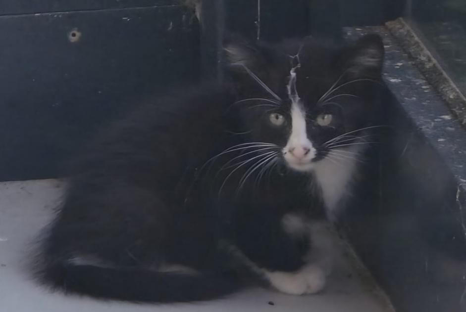 Fundmeldung Katze Unbekannt Payerne Schweiz