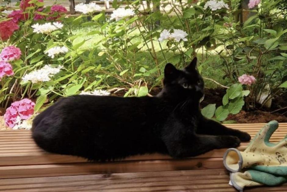 Vermisstmeldung Katze Männliche , 12 jahre Saint-Aubin Schweiz Vermisstmeldung Katze Männliche , 12 jahre Saint-Aubin Schweiz