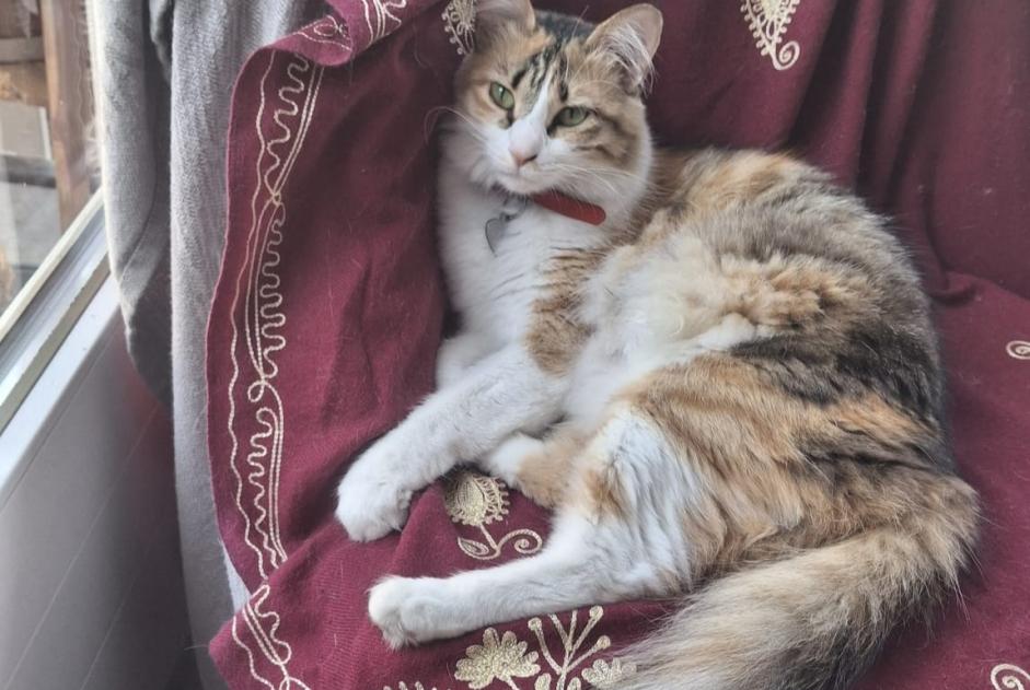 Disappearance alert Cat miscegenation Female , 2 years Mies Switzerland