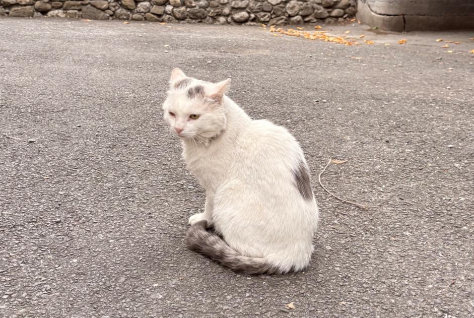 Alerta de Hallazgo Gato Macho , 1 año Aigle Suiza Alerta de Hallazgo Gato Macho , 1 año Aigle Suiza