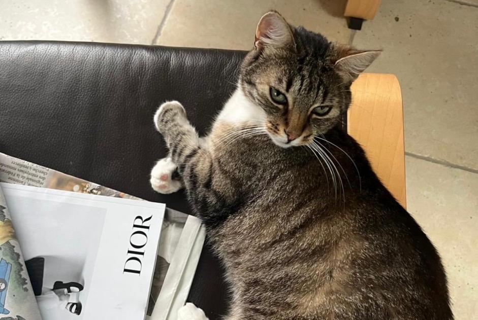 Alerte Disparition Chat Femelle , 10 ans Delémont Suisse