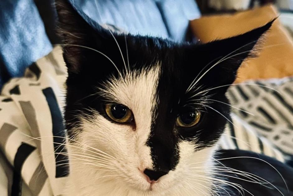 Alerte Disparition Chat Femelle , 2 ans Savièse Suisse