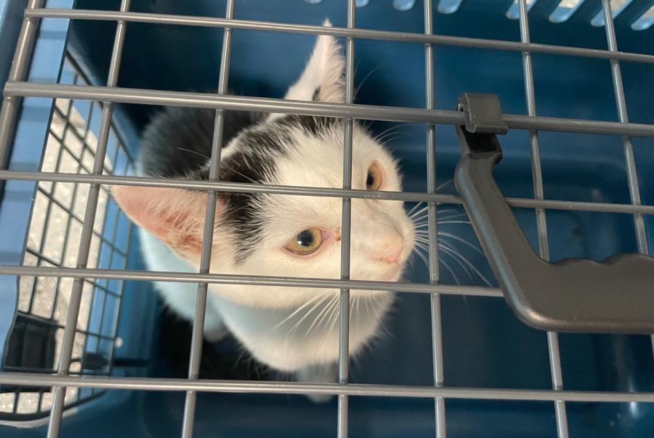 Alerte Découverte Chat Mâle Lausanne Suisse