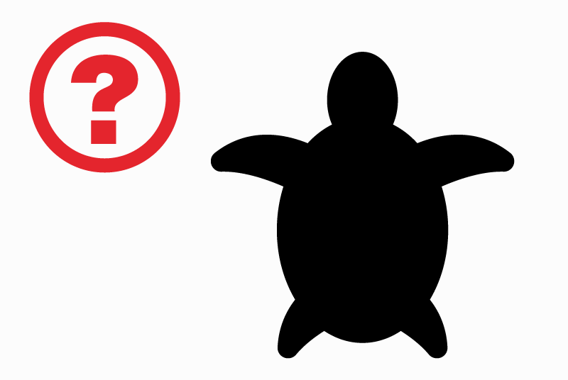 Vermisstmeldung Schildkröte Weiblich , 2026 jahre Mies Schweiz