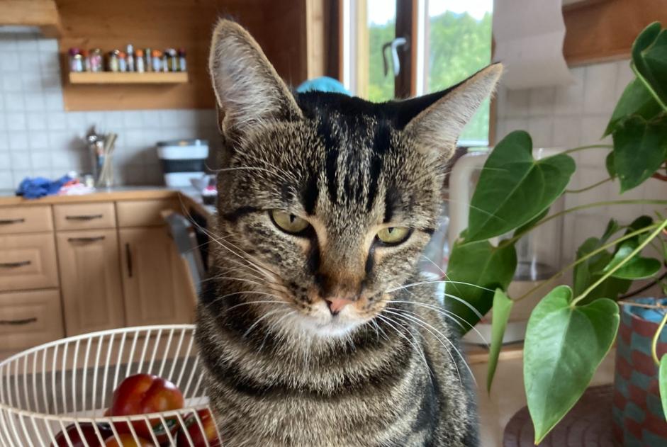 Alerta desaparecimento Gato Fêmea , 3 anos 1258 Perly Switzerland Alerta desaparecimento Gato Fêmea , 3 anos 1258 Perly Switzerland