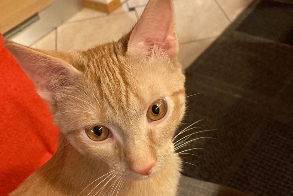 Alerta desaparecimento Gato Macho , 1 anos Vucherens Switzerland